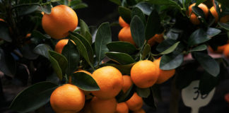 How to get the most out of the Magento Community